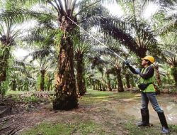 Proyeksikan APBD Kutim Tembus Rp5 Triliun di 2023, KB Sebut Penambahan Anggaran dari Sektor Kelapa Sawit