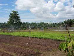 Bangun Kawasan Estate, Distanak Akan Produksi Pupuk Sendiri