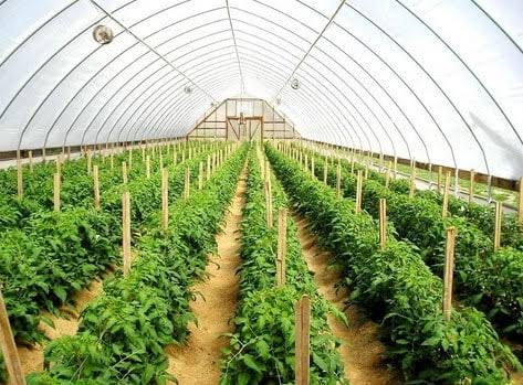 Pengembangan potensi produksi holtikultura di Kabupaten Kutai Timur (Kutim) cukup menjanjikan. Hal itu dapat dibuktikan dengan diminatinya produkai pisang grecek sebagai komoditi ekspor