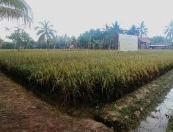 Pemkab Kutim Bangga dengan Panen Raya Padi Organik PT Pama Persada Nusantara 5,5 Ton