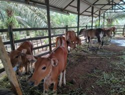 Kutim Tetapkan Rantau Pulung Sebagai Wilayah Pembibitan Sapi Lokal