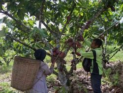 Karangan Kutim Siap Jadi Pusat Pertumbuhan Ekonomi Baru: Sinergi Kakao, Wisata, dan Digitalisasi