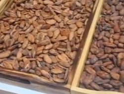 Karangan Kutim Naik Kelas: Dari Biji Kakao Unggulan Kini Mulai Produksi Cokelat Batangan Skala Kecil