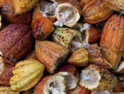 Desa Pengadan Karangan Kutim Jadi Pusat Pengolahan Cokelat, Produksi Permen dan Batangan Berjalan