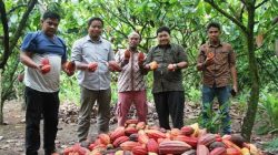 Karangan Kutim Jadi Sentra Kakao Terbesar Kaltim, Produk Olahan Cokelat Diminati Eropa
